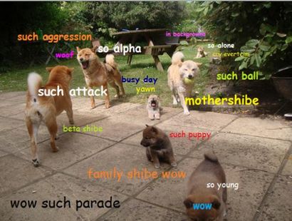 Doge Pourquoi nous pouvons t d'accord sur la façon de prononcer le mème internet avec Inus et la grammaire laconique shiba