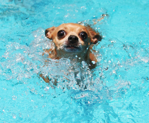 paddle doggy, Cours de natation enseignement