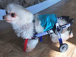 Fauteuil roulant pour chien Toy Breeds, Chaise roulante Cat, Walkin Roues Mini