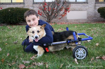 Hund Rollstuhl zum Toy Rassen, Katze Rollstuhl, Walkin Räder Mini