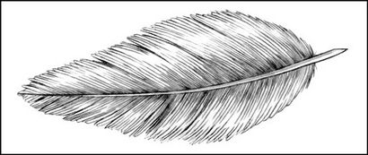 Dessin de la fourrure, pelucheux, et à plumes (plumes) Dessin du Furry, Fluffy et Feathered