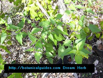 Rêve Herb Calea Lucid Dreaming