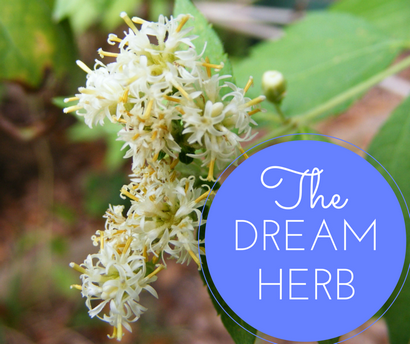 Herb rêve utilisant Calea zacatechichi pour Vivid Dreams