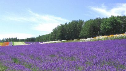 Séchage Lavande Comment sécher Fleurs lavande à la maison, Dengarden