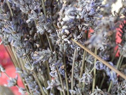 Séchage Lavande Comment sécher Fleurs lavande à la maison, Dengarden