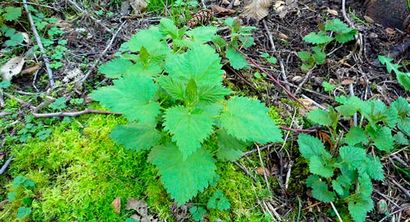 Eartheasy BlogNettle Tea - Comment faire un Tonic Printemps naturel - Blog Eartheasy