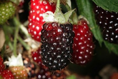 Facile Berry Jam Recette Comment faire de la confiture, confiture maison, gelée, Préserve, Almanach du vieux fermier