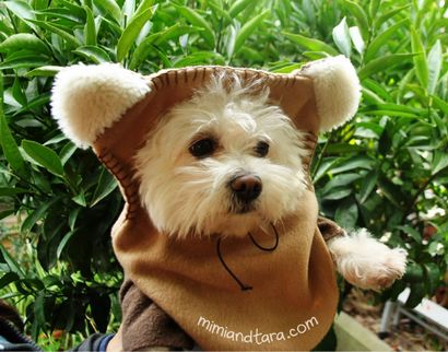 Facile Ewok Dog Costume Patterns - gratuit Download_1