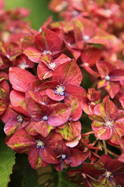 Facile à faire Hydrangea Conseils de couronnes pour le faire durer!