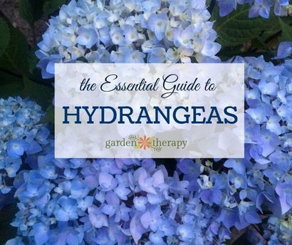 Facile à faire Hydrangea Conseils de couronnes pour le faire durer!