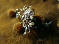 Échinodermes (étoiles de mer, étoile fragile, oursin, étoile de plumes, le concombre de mer)