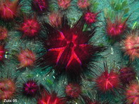 Échinodermes (étoiles de mer, étoile fragile, oursin, étoile de plumes, le concombre de mer)