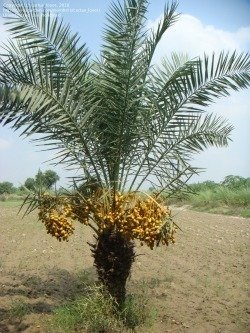Palms comestibles Une introduction aux fruits Palm - Jardin de Dave