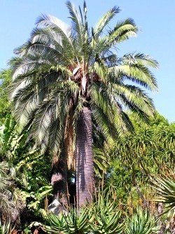 Palms comestibles Une introduction aux fruits Palm - Jardin de Dave