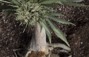 Comestibles Recette Comment faire Homemade Cannabis infusé os Broth, Cannabis maintenant (recette) Comestibles Recette Comment faire Homemade Cannabis infusé os Broth, Cannabis maintenant