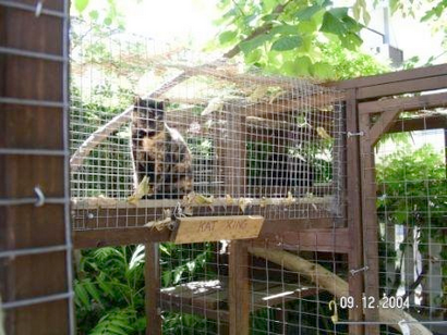 Boîtiers pour chats, Concern Communauté pour chats