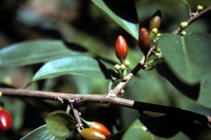 coca Erthroxylum - Coca Bush