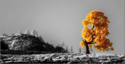 Explorer le monde des fausses couleurs infrarouge Photographie, Nature - s Meilleur