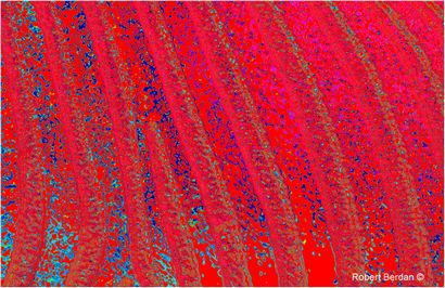Images en fausses couleurs en photographie - La nature du Canada Photorapher (comment faire la photographie en fausses couleurs) Images en fausses couleurs en photographie - La nature canadienne Photorapher