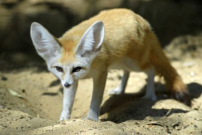 Fennec Fox - EchoHealthy Haustiere