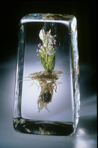 Floral - Art en verre congelé exquis - Photos Paperweights - CBS Nouvelles