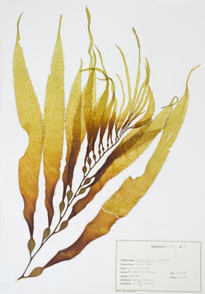Vom Meer bis zum Herbarium Vorbereitung Algal Proben, CCBER