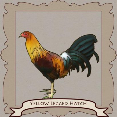 Gamefowl styles de combat! atteindre illimité