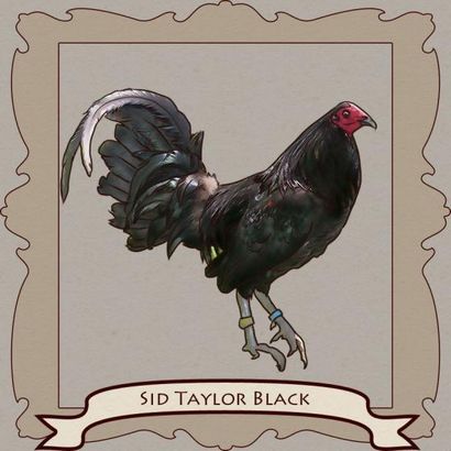 Gamefowl styles de combat! Atteindre Unlimited (Kelso) Gamefowl styles de combat! atteindre illimité