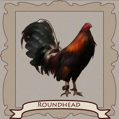 Gamefowl styles de combat! Atteindre illimité (percutant de puissance) Gamefowl styles de combat! atteindre illimité