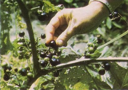 Jardin Huckleberry de fruits rapide dans la première saison - Organic Gardening - LA TERRE MERE NOUVELLES