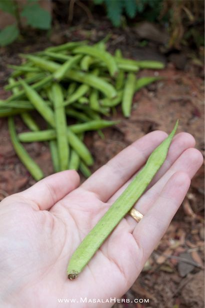 Gawar Sabzi Recette - Gavar Bhaji - Goan Guar Bean Cluster Bean Sauté Vegan