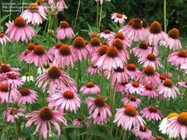 Genre, espèce et Cultivars, Oh My Dave s Garden (jardin) Genre, espèce et Cultivars, Oh My Dave s Garden