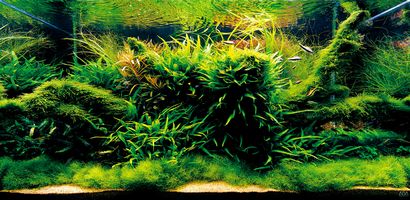 Mise en route avec Aquascaping - Aquascaping Amour