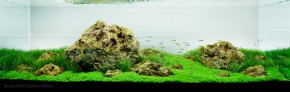 Mise en route avec Aquascaping - Aquascaping Amour