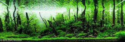 Mise en route avec Aquascaping - Aquascaping Amour