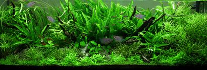 Mise en route avec Aquascaping - Aquascaping Amour