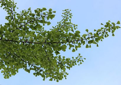 Avantages Ginkgo biloba, circulatoires et Stimulant Brain Tonic (feuille de ginkgo biloba) Avantages Ginkgo biloba, circulatoires et Stimulant Brain Tonic