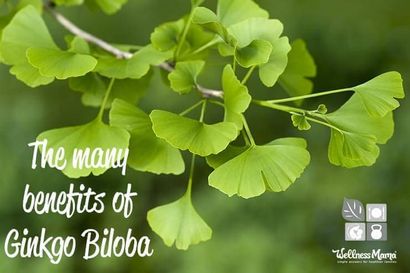 Ginkgo Biloba avantages, bien-être Mama (ginkgo) Ginkgo Biloba Avantages, Bien-être maman