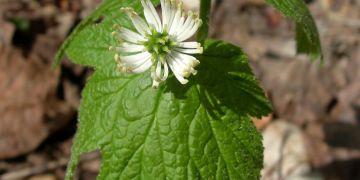 Gelbwurzel Vorteile - Information (Hydrastis canadensis)