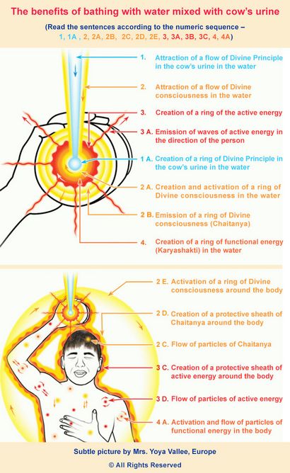 Gomutra (d'urine de vache) comme remède de guérison spirituelle