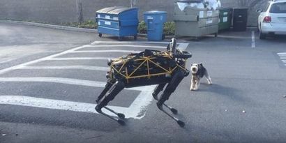 chien robot de Google rencontre un vrai chien et obtient trash parlé