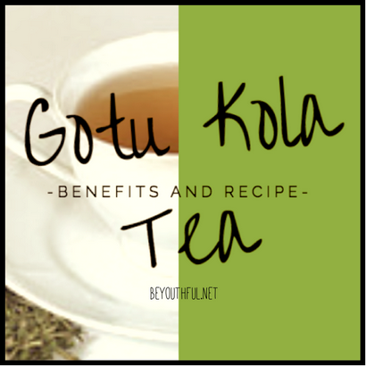 Gotu Kola thé Avantages et recettes!