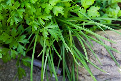 Déesse verte Recette de vinaigrette