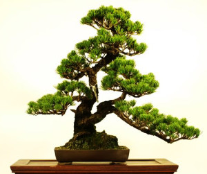 Développer un Bonsai Le meilleur guide pour développer votre propre bonsaï
