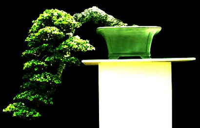 Développer un Bonsai Le meilleur guide pour développer votre propre bonsaï