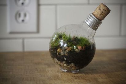 Wachsen Sie eine Miniatur Sukkulentengarten in einer Glühlampe Terrarium - Bio-Behörde