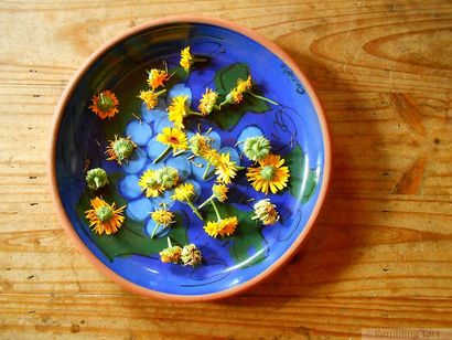 Croissance et séchage Calendula pour maison Fleur de thé - Tarte aux Rambling