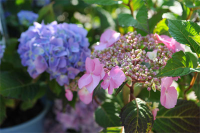 De plus en plus hortensias bleus, couleurs hortensias, la taille des hortensias, approvisionnement de jardinier