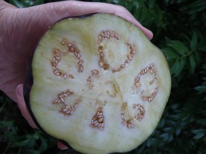 De plus en plus Aubergine - Plantes Bonnie