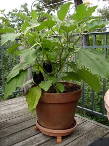 De plus en plus Aubergine - Plantes Bonnie